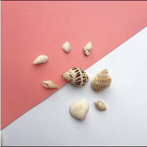 Conch & shells